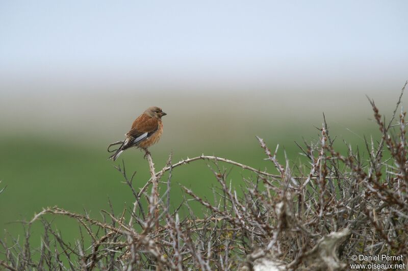 Common Linnet male adult, identification