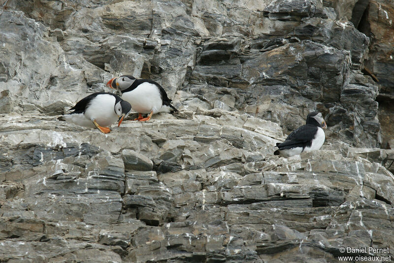 Atlantic Puffinadult, colonial reprod.