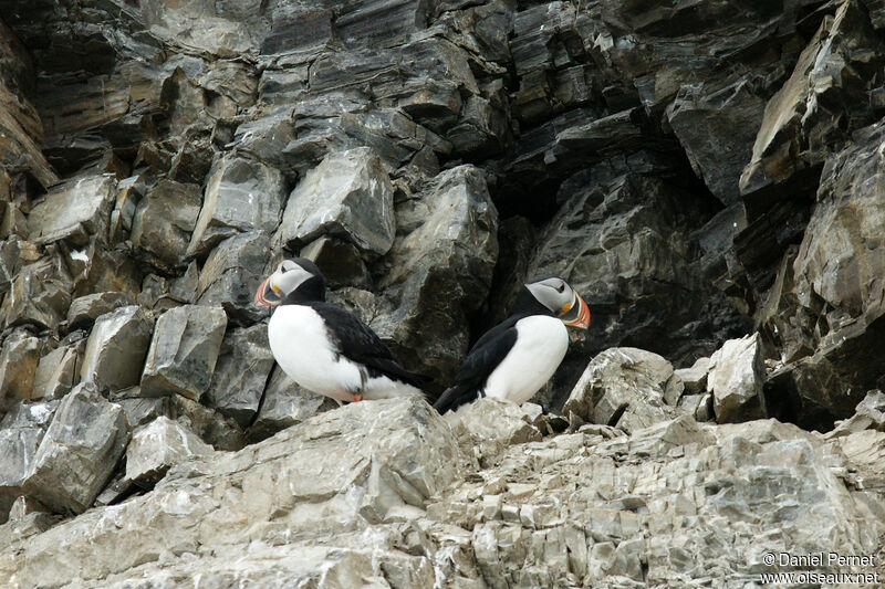 Macareux moineadulte, identification