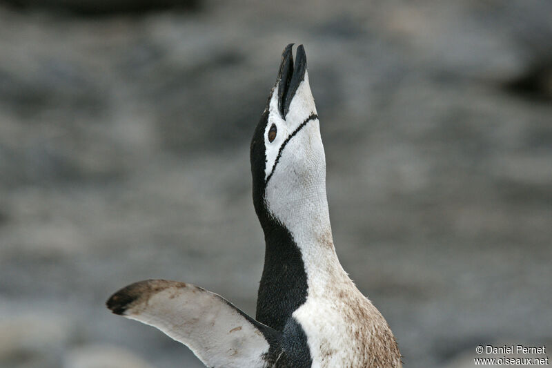 Chinstrap Penguinadult, courting display