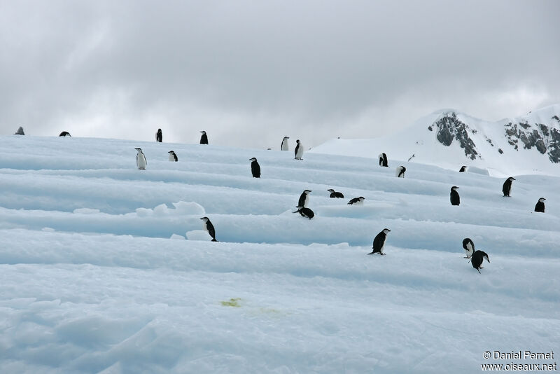 Chinstrap Penguin, habitat, walking