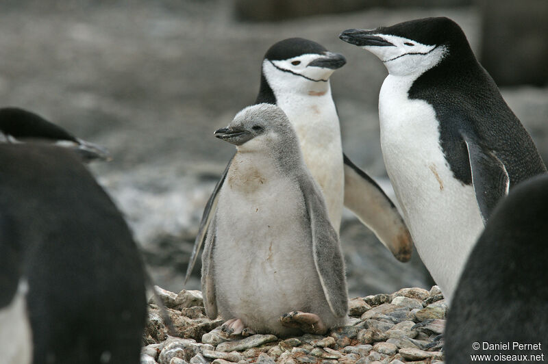 Chinstrap PenguinPoussin