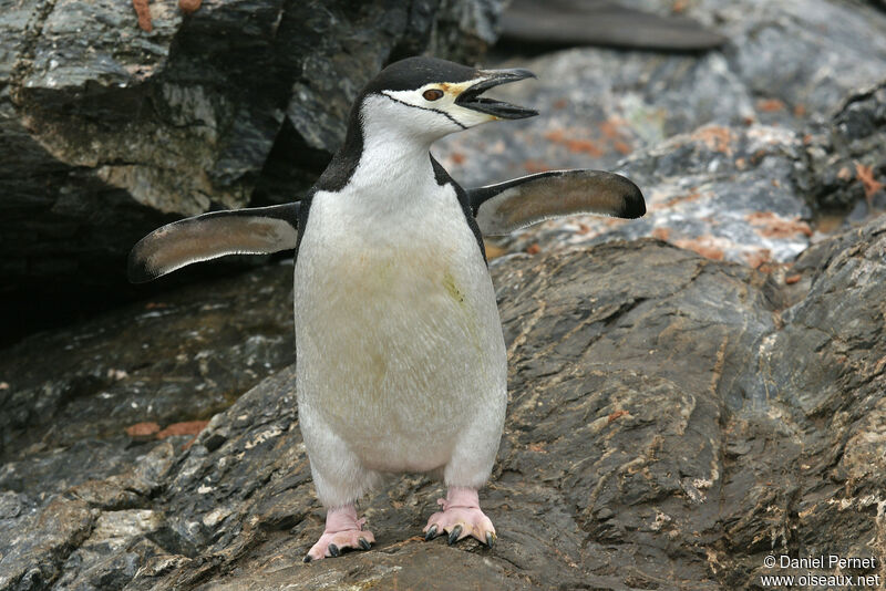 Chinstrap Penguinadult, walking