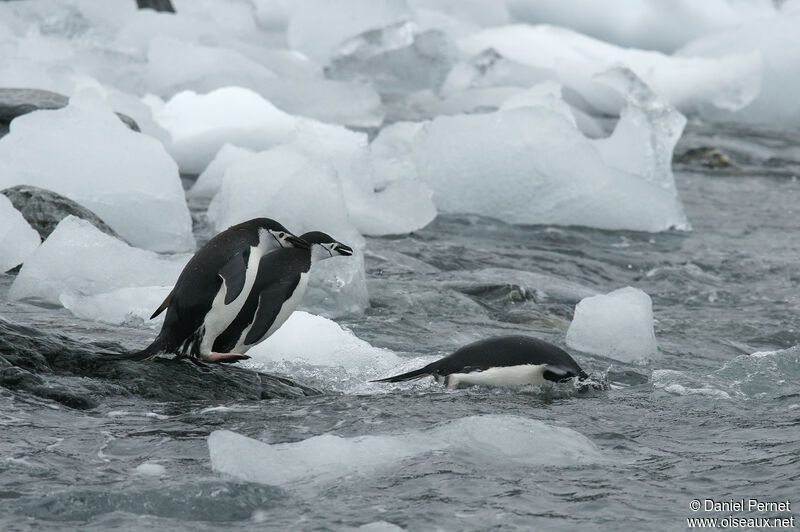 Manchot à jugulaire, pêche/chasse