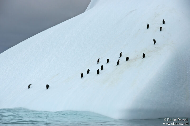 Chinstrap Penguin, habitat, walking