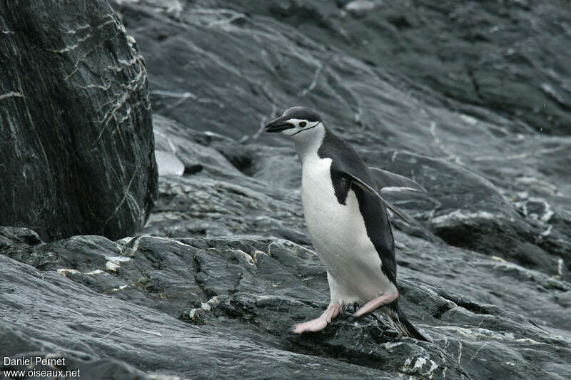 Manchot à jugulaireadulte, pêche/chasse