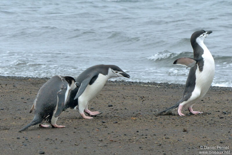 Chinstrap Penguin, walking