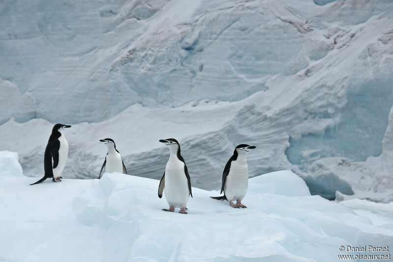 Chinstrap Penguinadult, habitat, walking