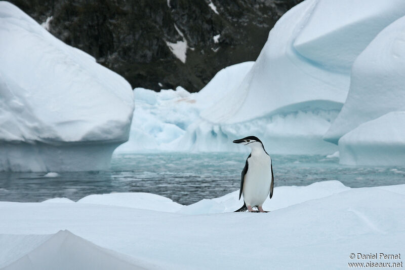 Chinstrap Penguinadult, habitat, walking