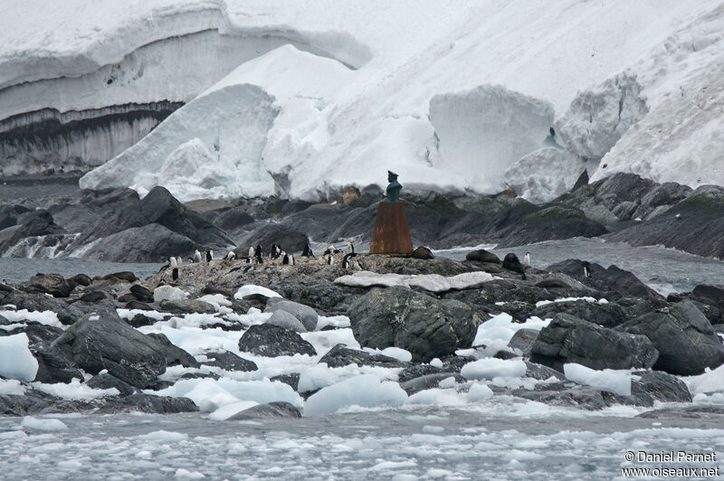 Manchot à jugulaireadulte, habitat