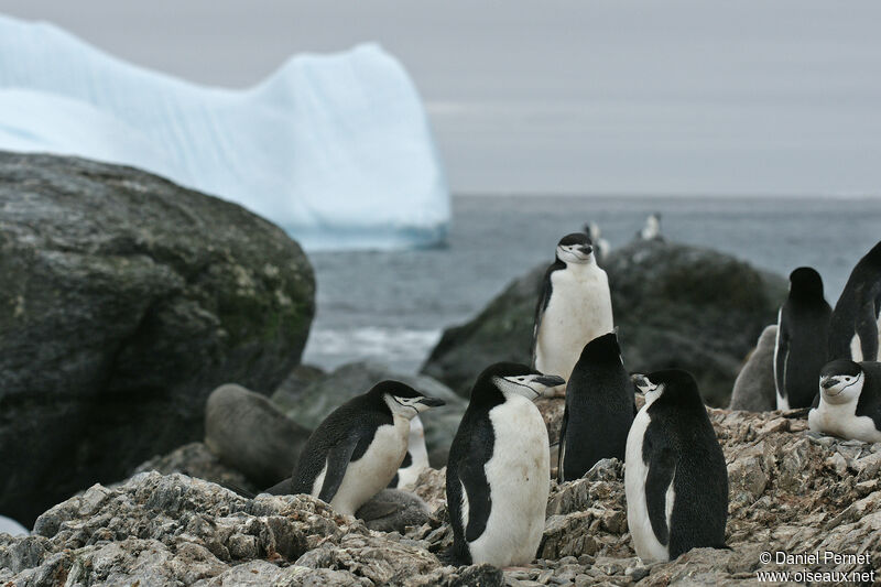 Chinstrap Penguinadult, habitat