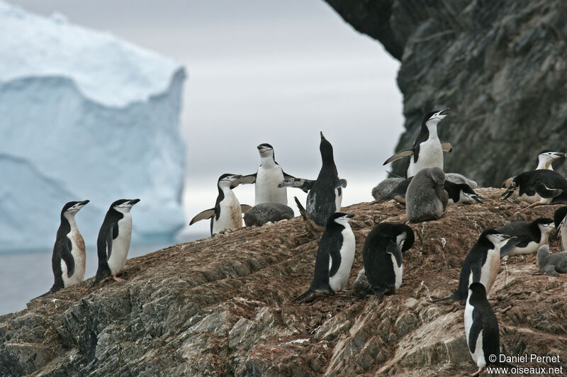 Chinstrap Penguinadult, habitat