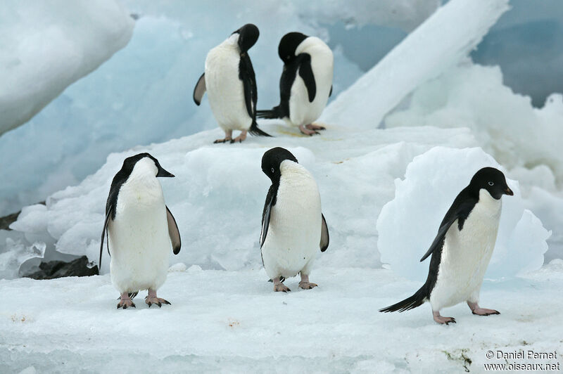 Adelie Penguinadult, habitat, walking