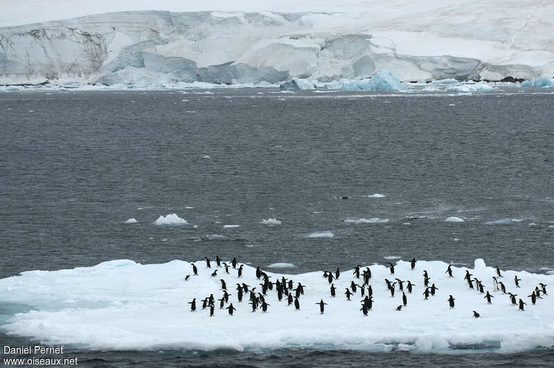 Adelie Penguinadult, habitat