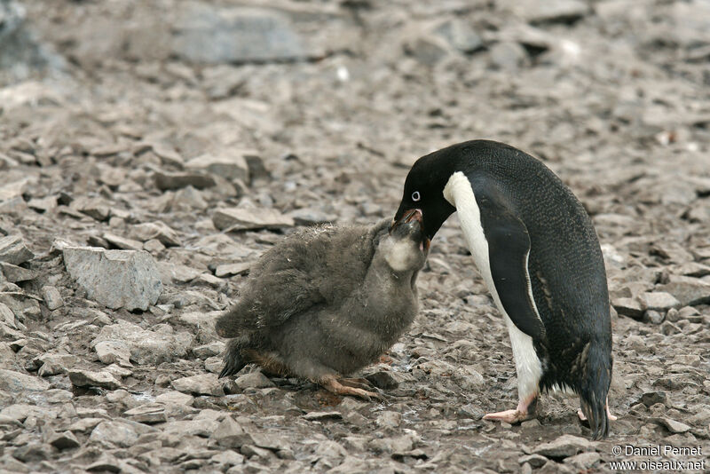 Adelie Penguin, eats