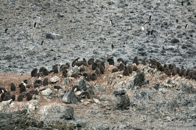 Adelie Penguinjuvenile, habitat