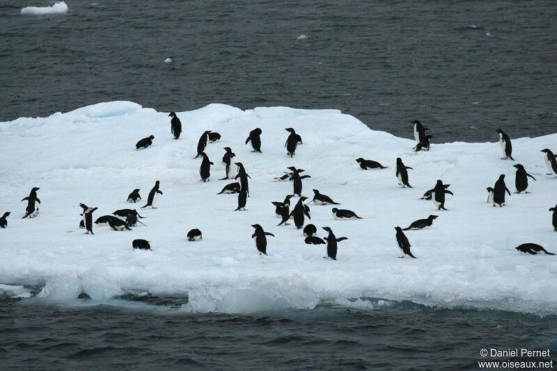 Adelie Penguinadult, habitat, walking