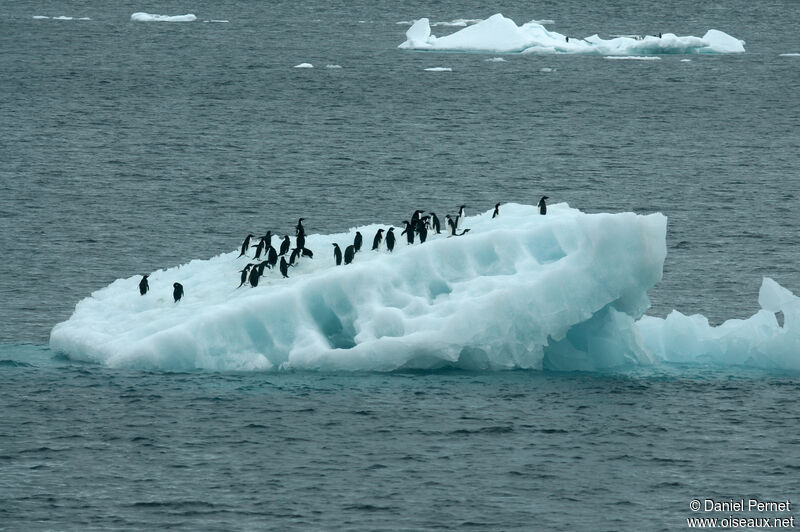 Adelie Penguinadult, habitat, walking