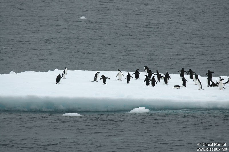 Adelie Penguinadult, habitat, walking