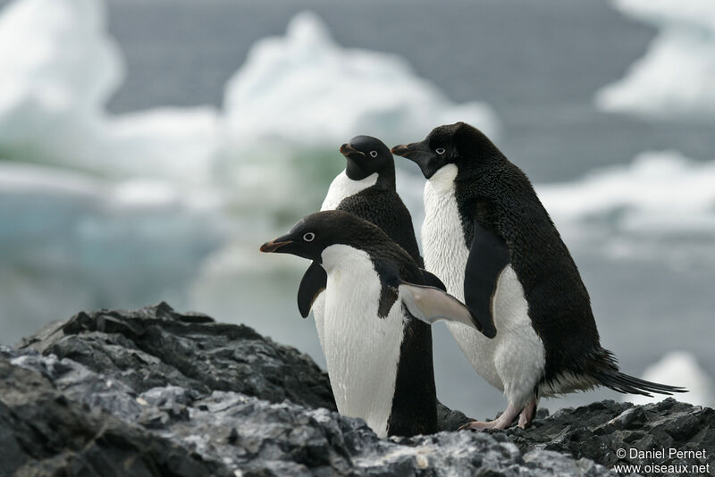 Adelie Penguinadult, habitat, walking