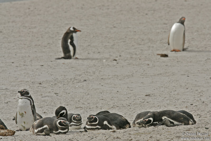 Magellanic Penguin