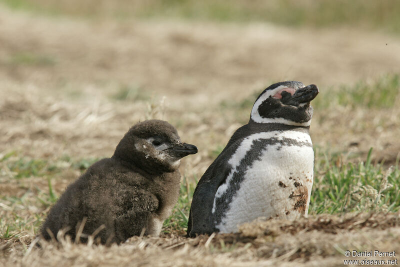 Magellanic Penguin