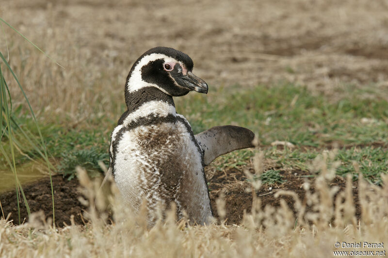 Manchot de Magellanadulte, habitat