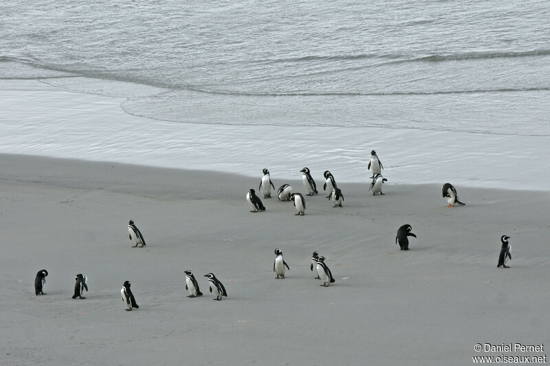 Magellanic Penguin, walking