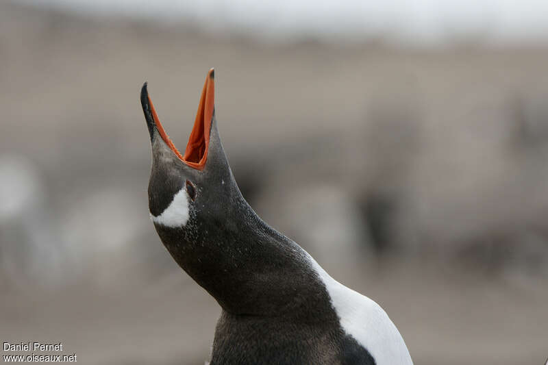 Gentoo Penguinadult, close-up portrait, song