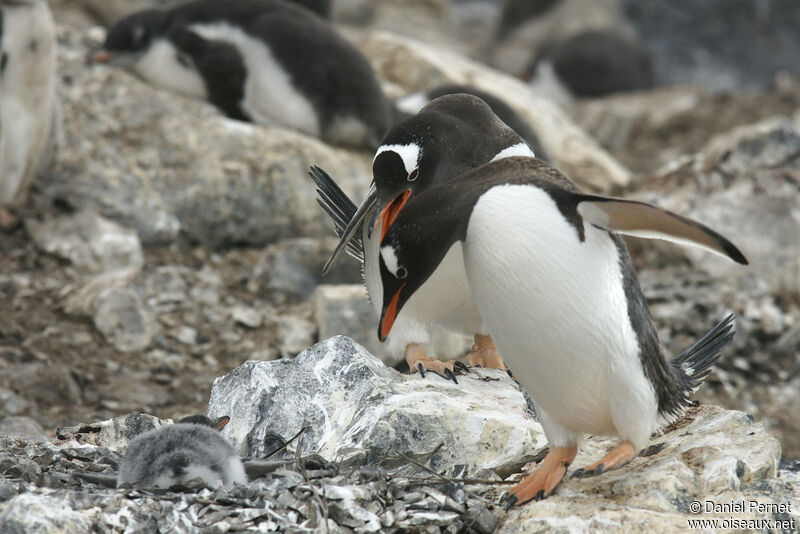 Gentoo Penguin, habitat