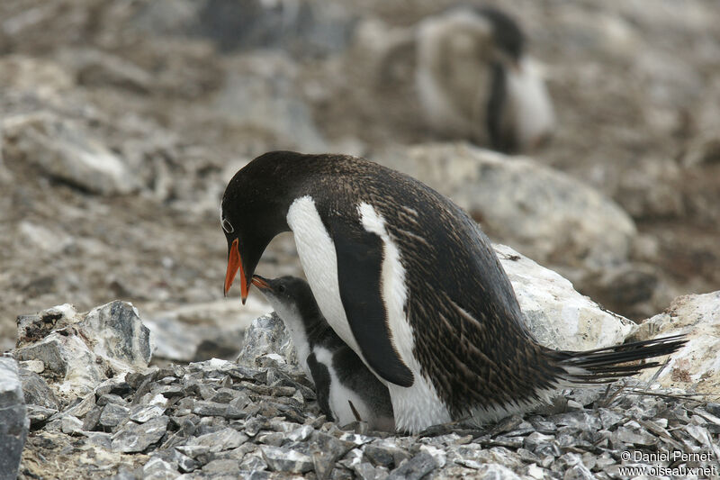 Gentoo Penguin, eats