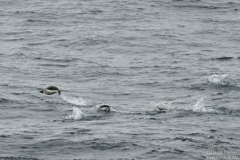 Gentoo Penguinadult, swimming