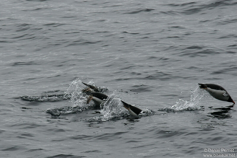 Gentoo Penguinadult, swimming