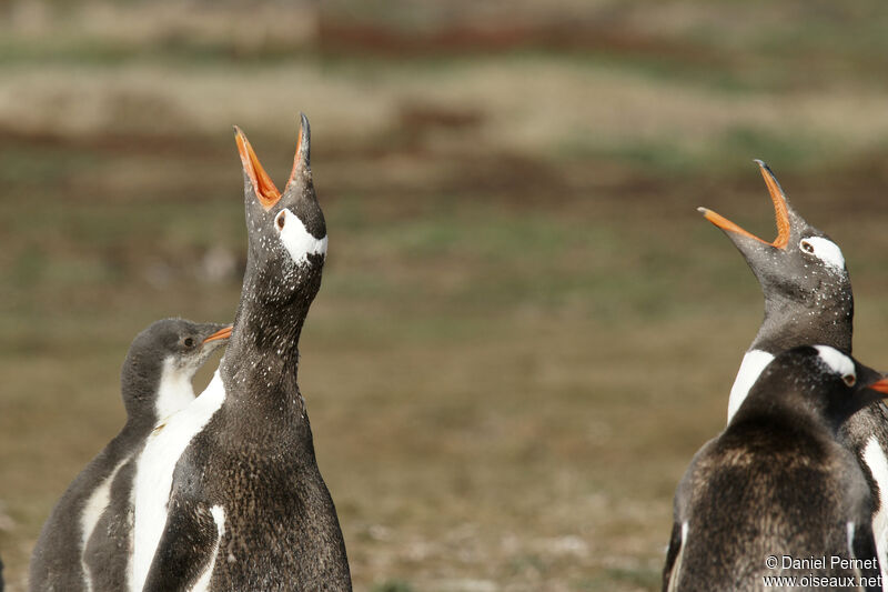 Gentoo Penguinadult, song