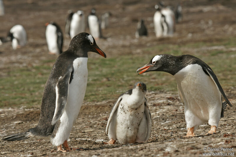 Gentoo Penguin