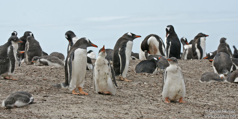 Gentoo Penguin