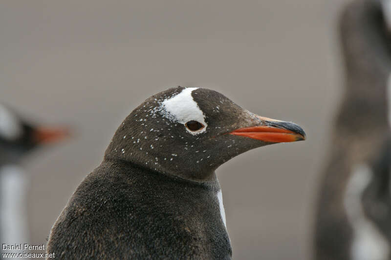 Manchot papouadulte, portrait