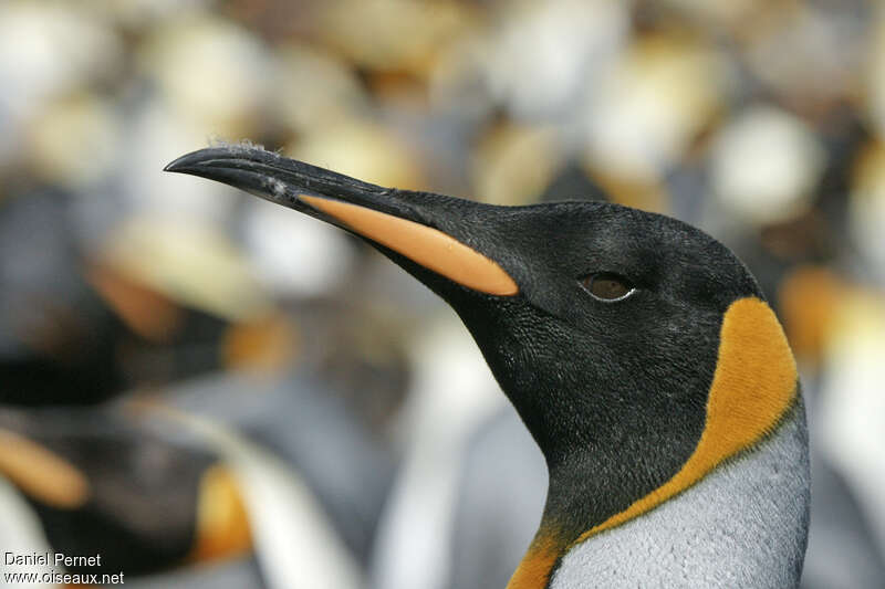 King Penguinadult, close-up portrait