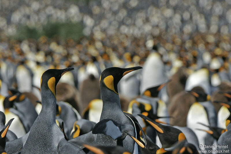 King Penguin