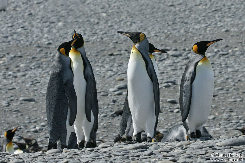 King Penguin