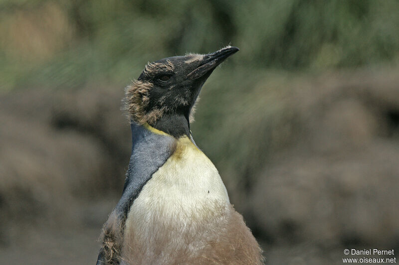 King Penguin, moulting