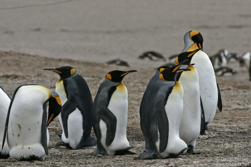 King Penguin