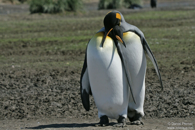 King Penguinadult, courting display