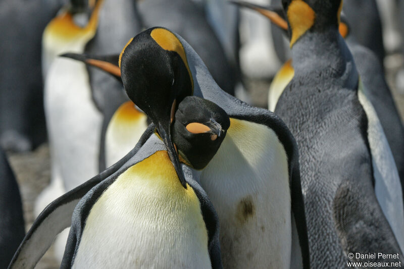 King Penguinadult, courting display