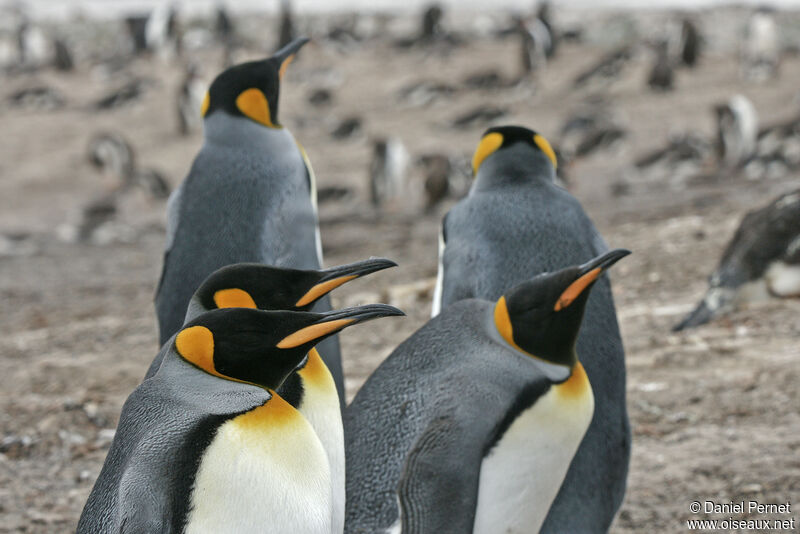 King Penguin