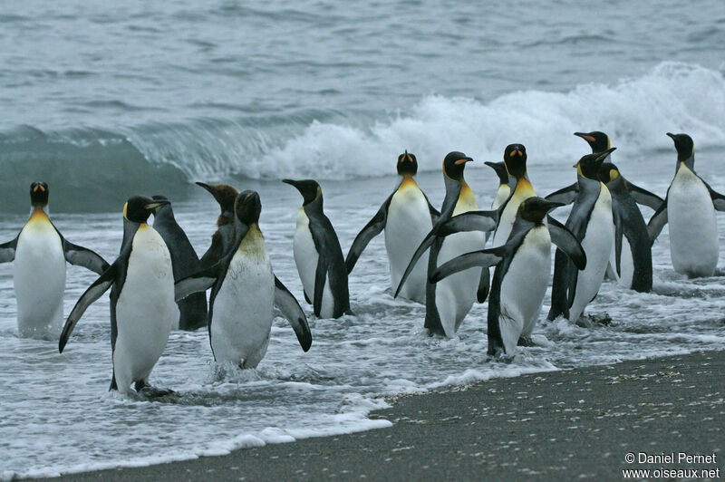 King Penguin, habitat, walking