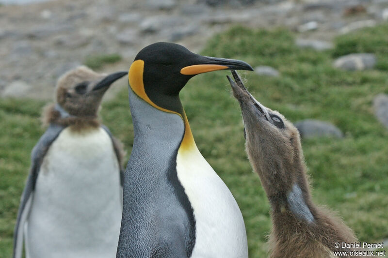 King Penguin, eats