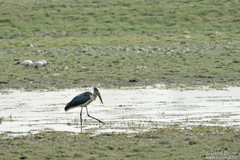 Lesser Adjutantadult, habitat, walking