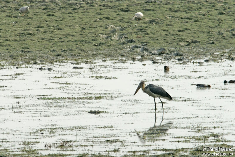 Marabout cheveluadulte, habitat, marche