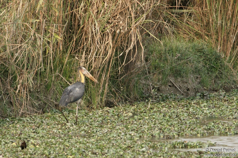 Lesser Adjutantadult, habitat, walking